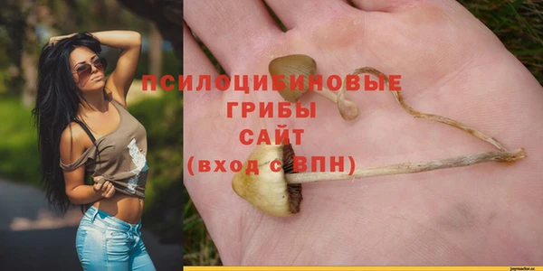 сатива Беломорск
