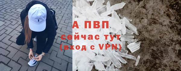 сатива Беломорск