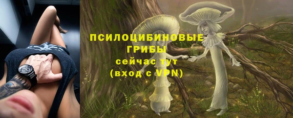 сатива Беломорск